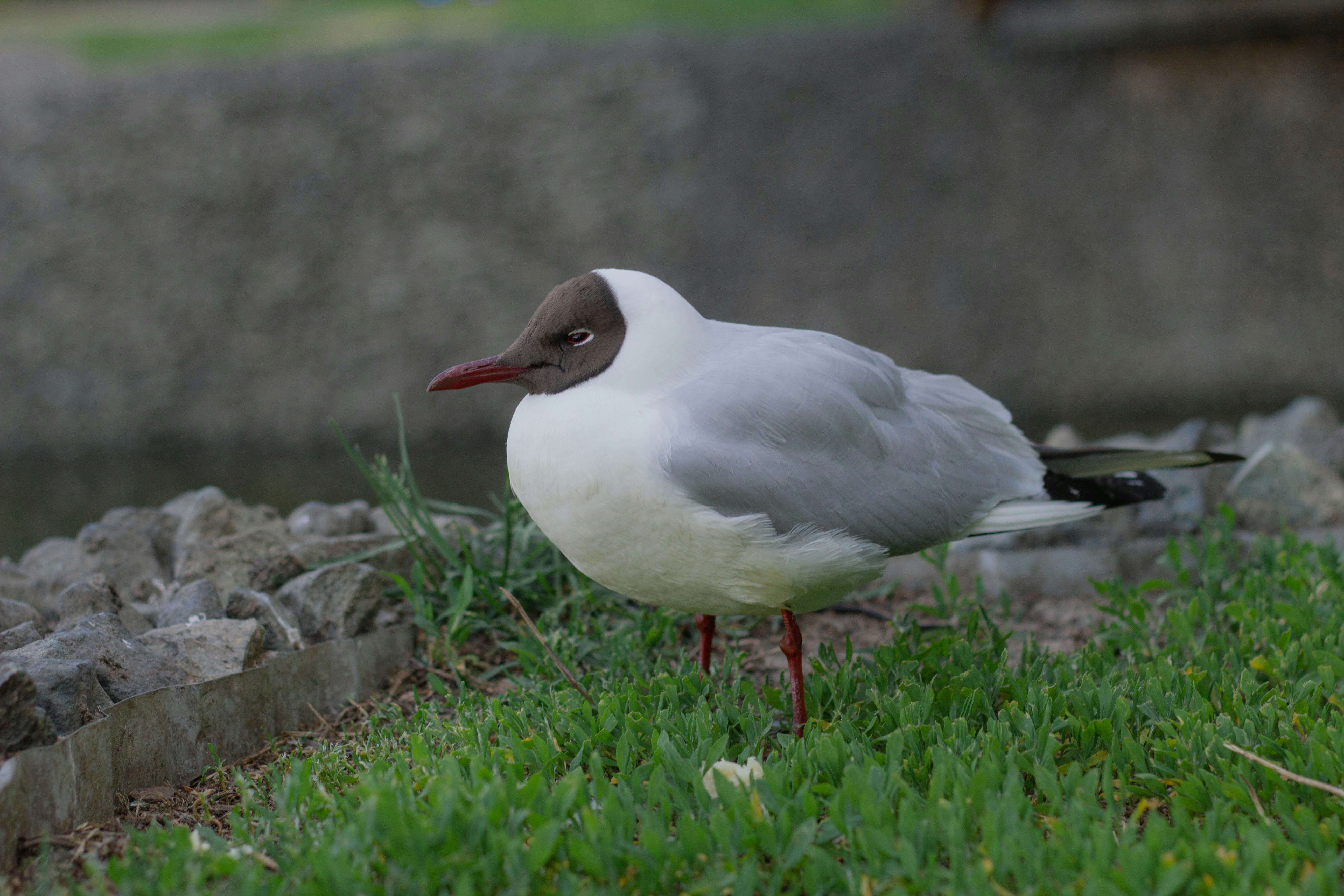 Photo by crinitus
