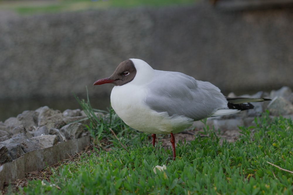 a seagull is standing on the grass near the water