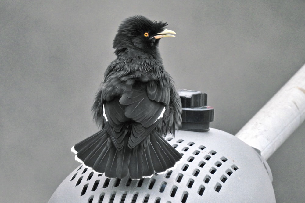 a black bird sitting on top of a metal grate