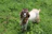 A happy farmer proudly standing next to his healthy goats in a green pasture.