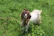 A happy farmer proudly standing next to his healthy goats in a green pasture.