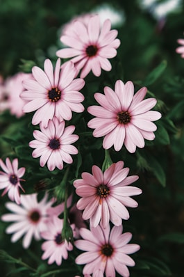 a bunch of pink flowers that are blooming