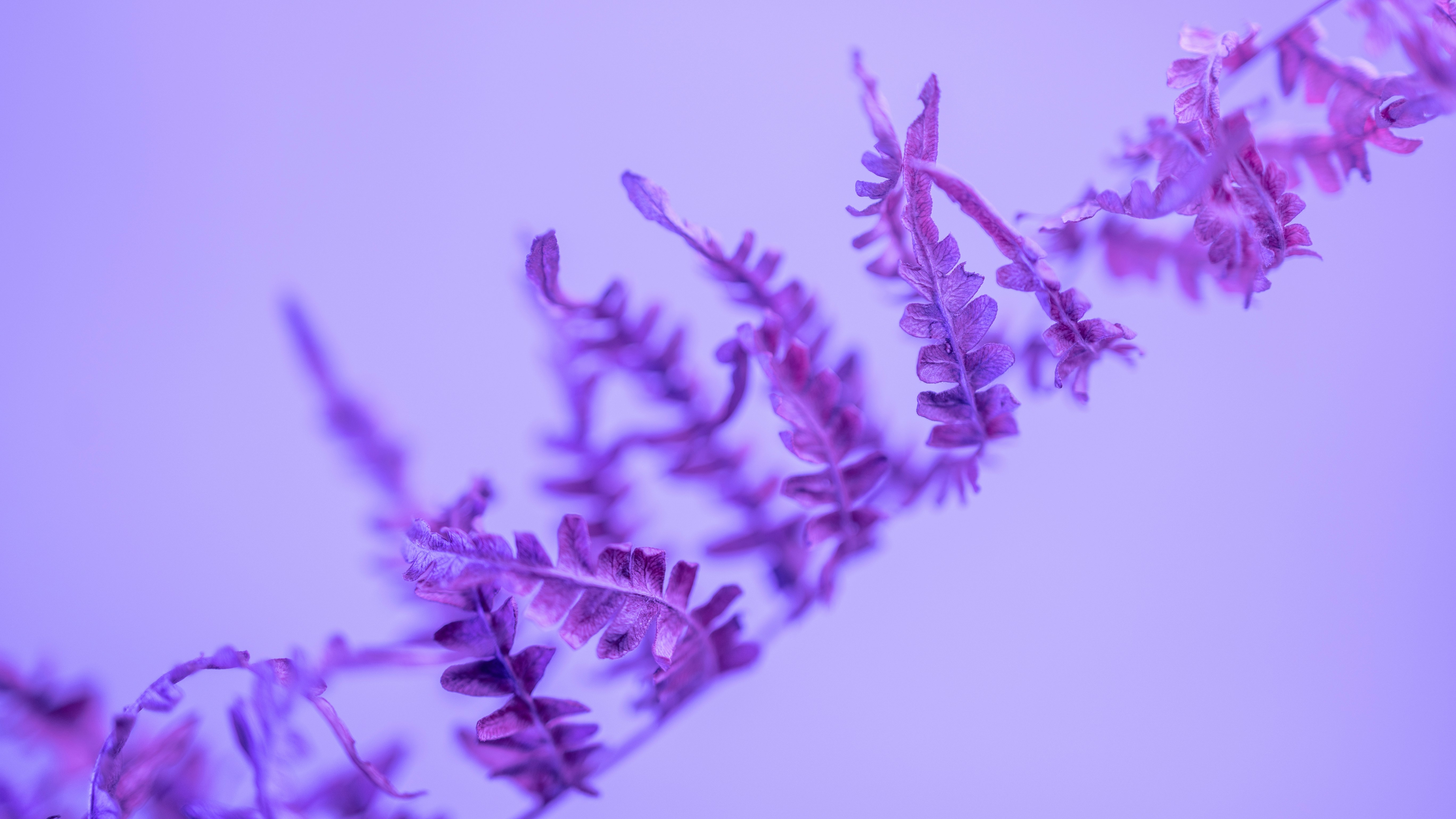 a close up of a plant with purple flowers