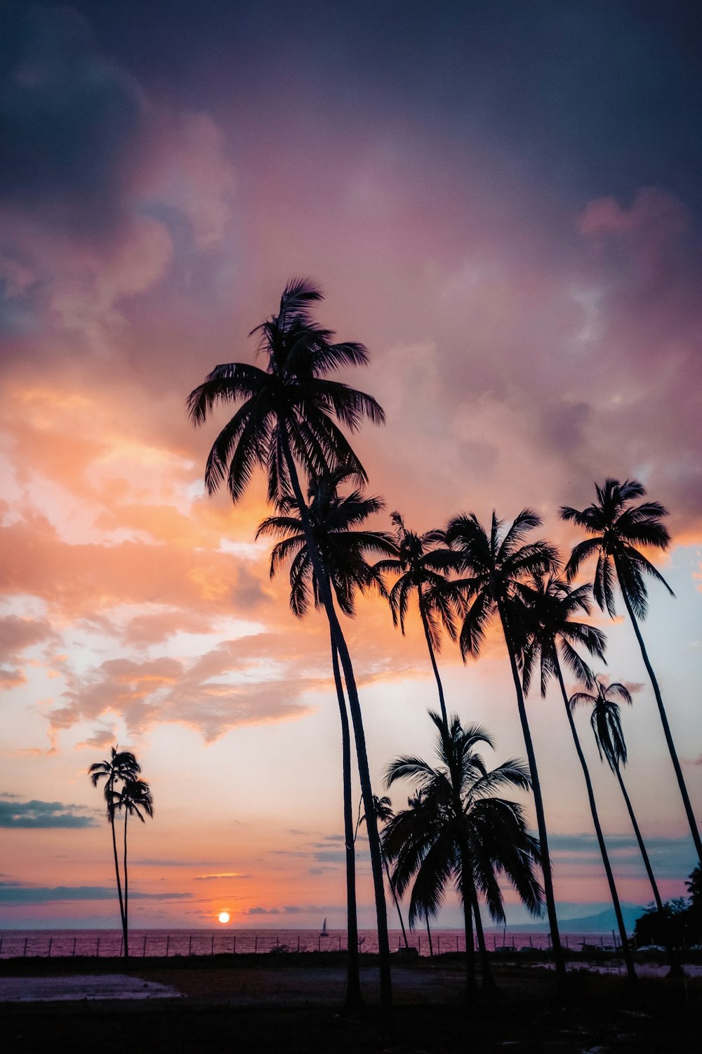 palm trees are silhouetted against a colorful sunset