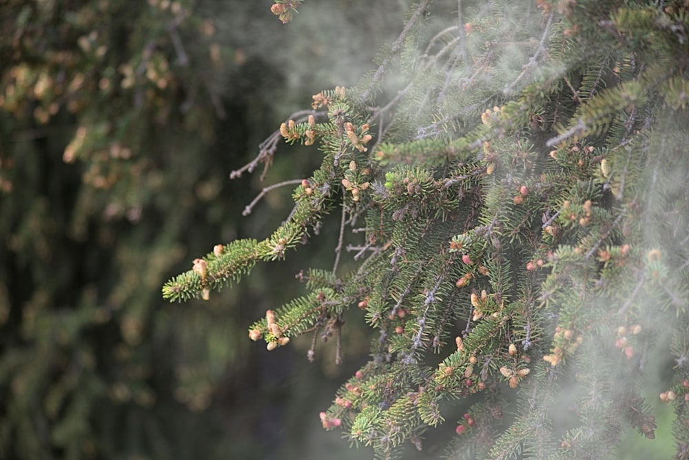 um galho de um pinheiro coberto de névoa