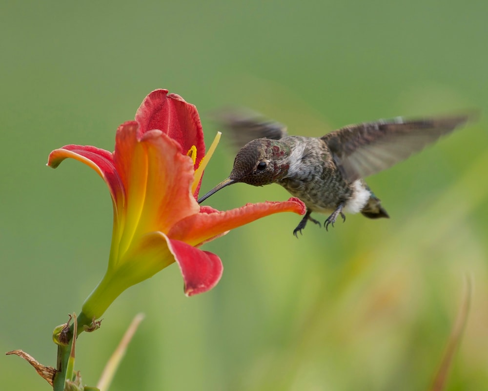 a hummingbird hovers over a red flower