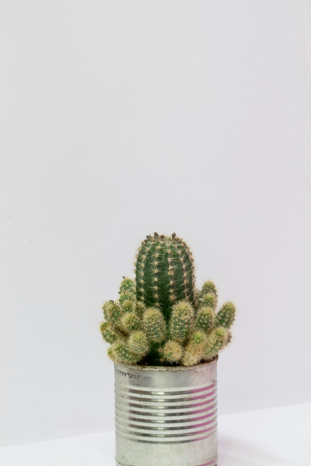 a small cactus in a tin can on a table