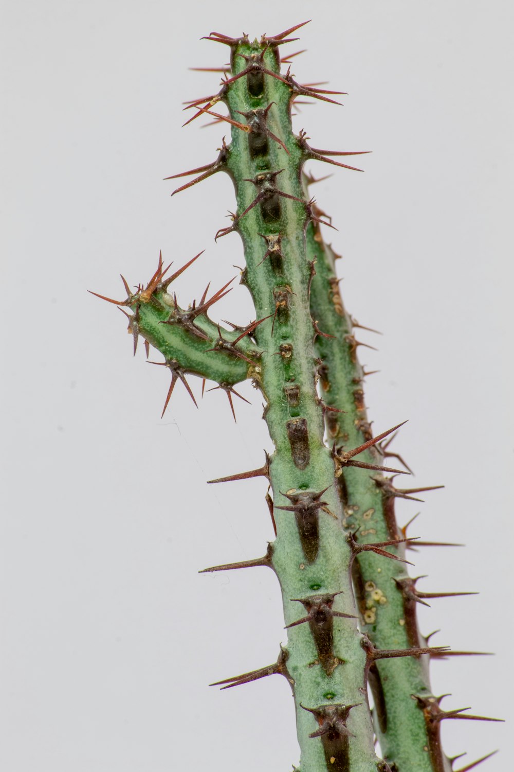 a green cactus with lots of spikes on it