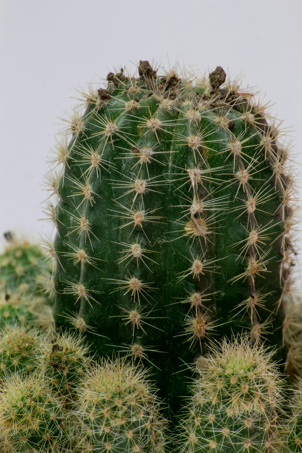a green cactus with a white background