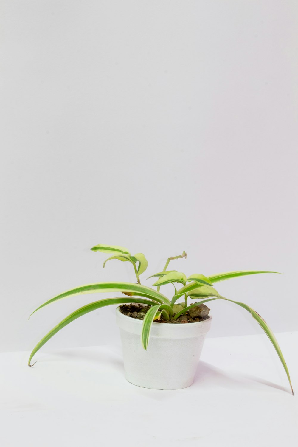 a white potted plant on a white surface