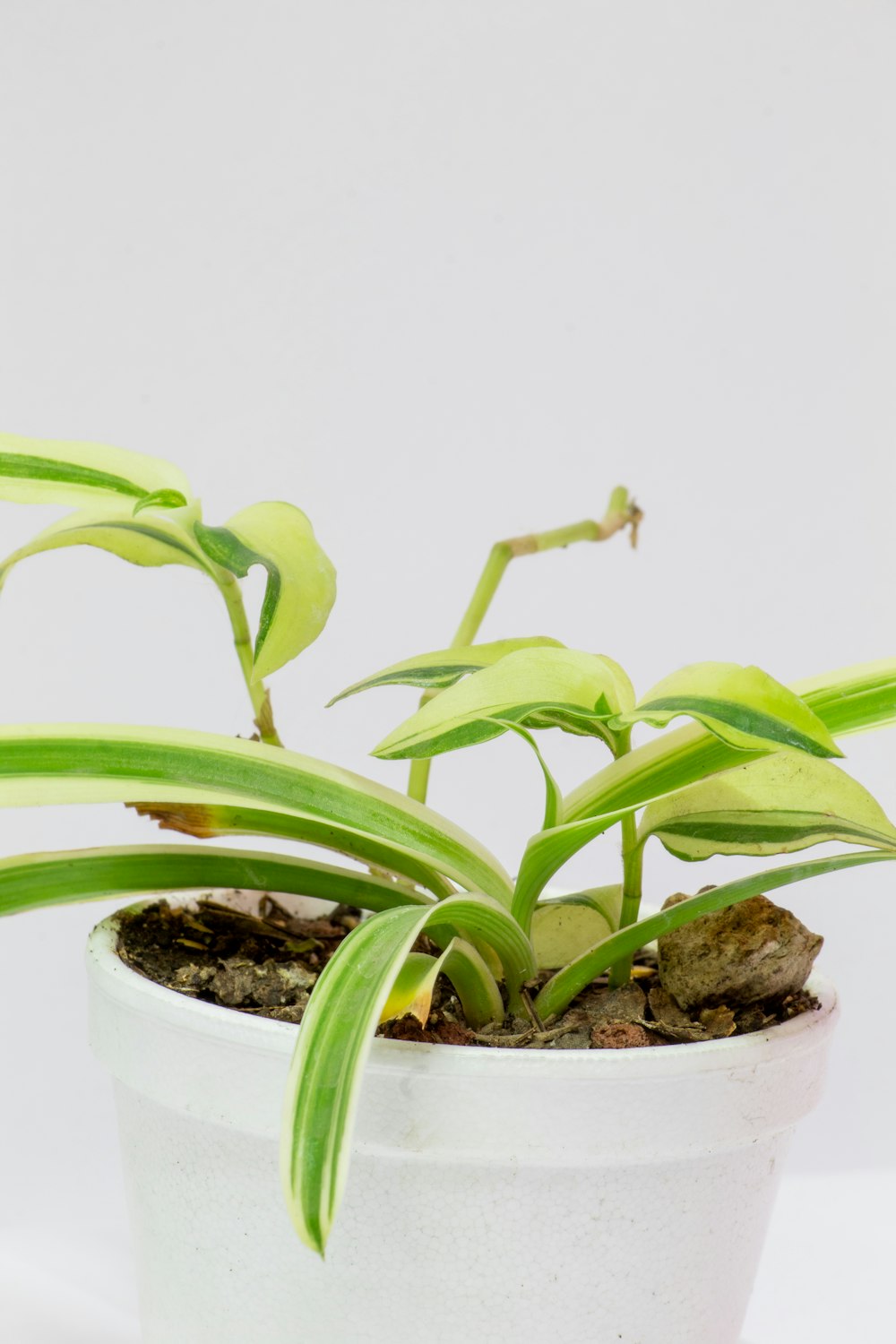 a white potted plant with green leaves