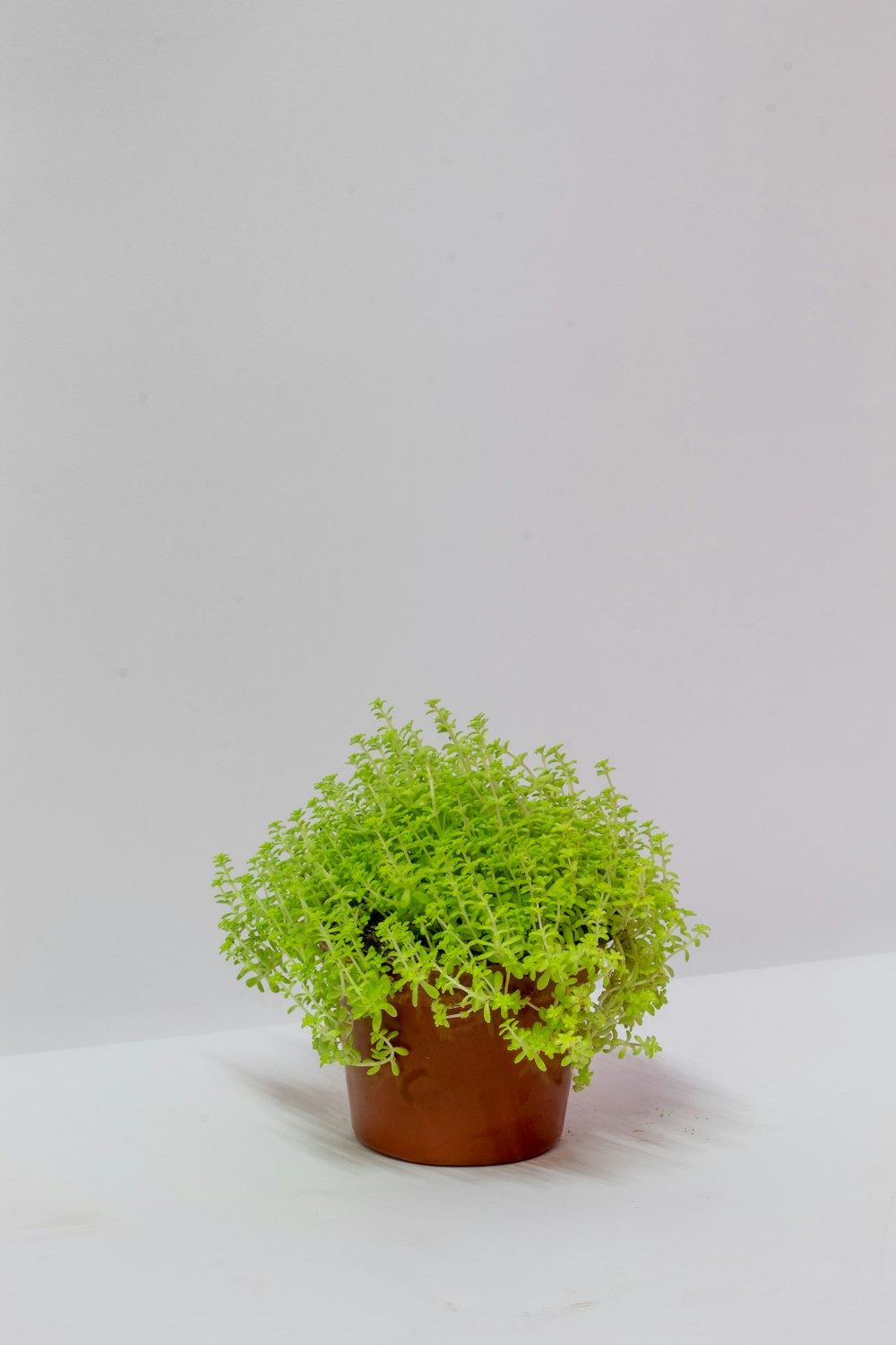 a small green plant in a brown pot