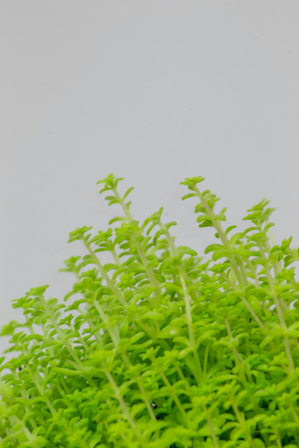 a close up of a plant with green leaves