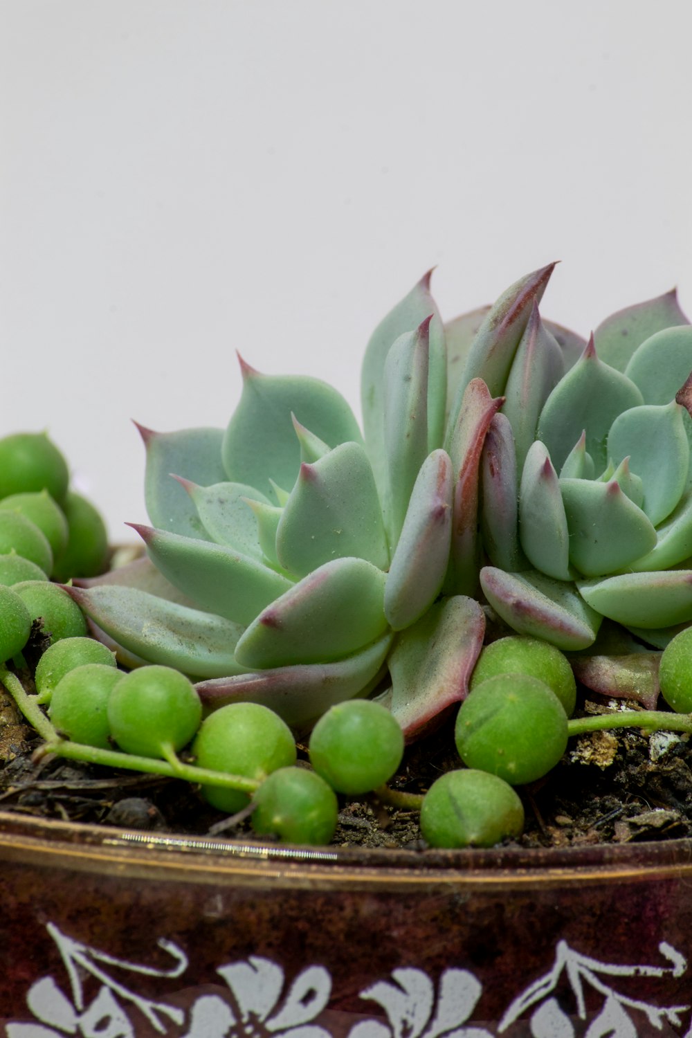 a close up of a plant in a pot