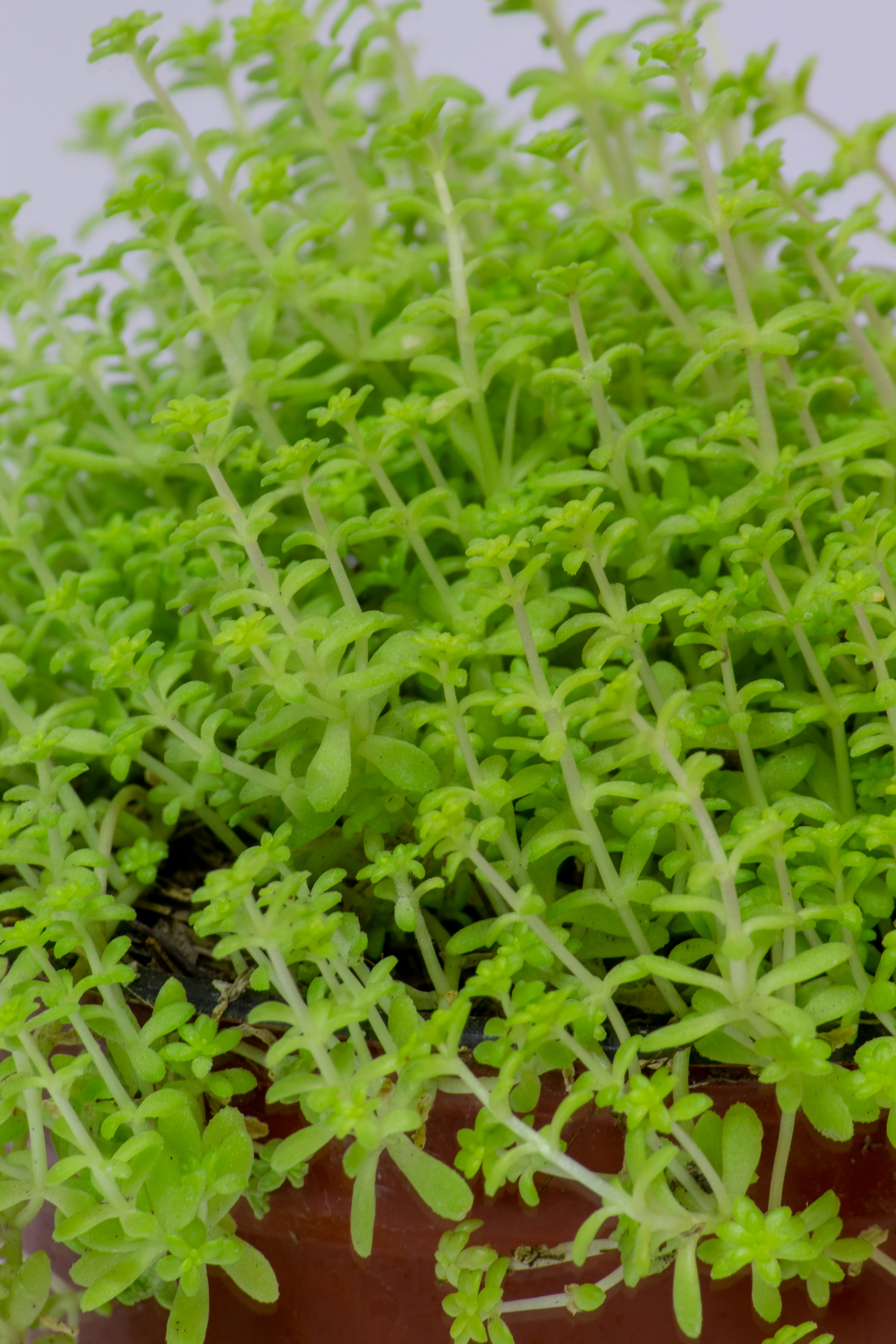 a close up of a plant in a pot