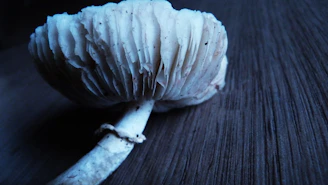 Close-up of pristine cordyceps mushrooms growing under sterile lab conditions with scientific equipment in the background