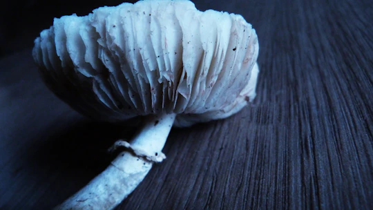 Close-up of students carefully inoculating mushroom substrate in a bright workshop.