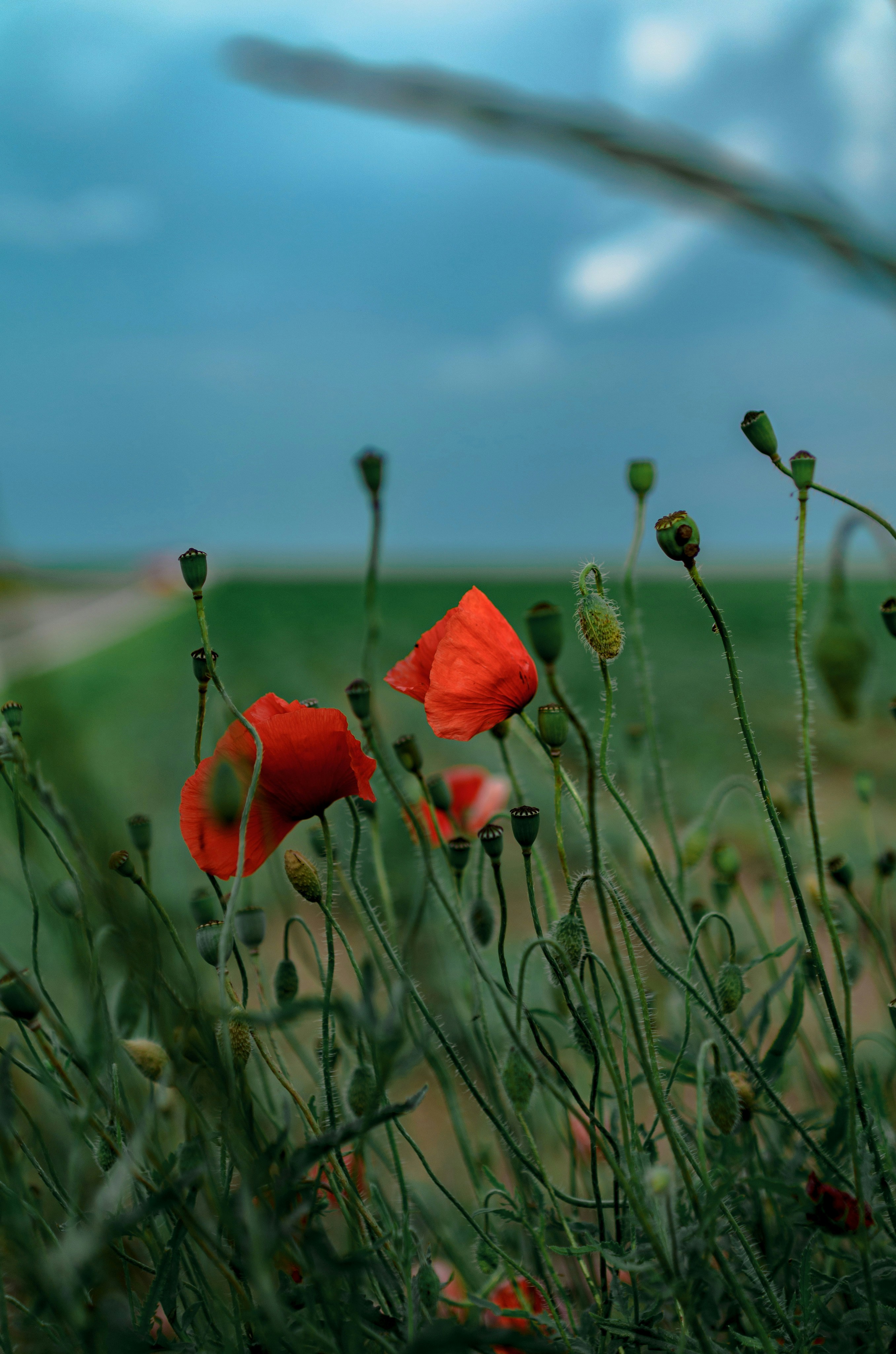 Photo by gamanalice3012