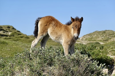 A young bay colt standing gracefully in a sunlit green pasture surrounded by tall trees.