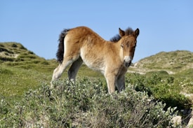 A young foal standing on lush, green grass with a backdrop of gentle rolling hills under a clear blue sky.