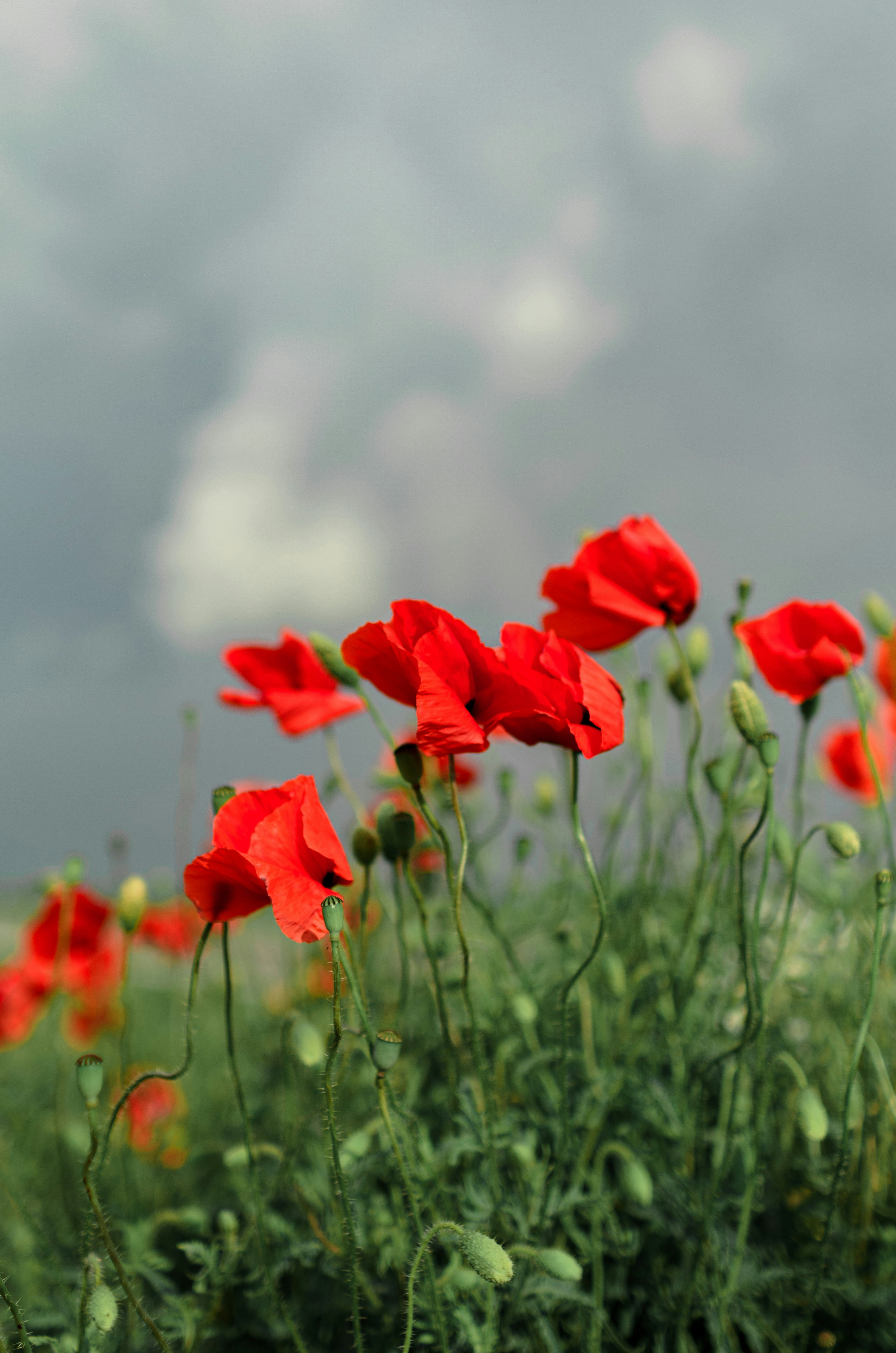 Photo by gamanalice3012