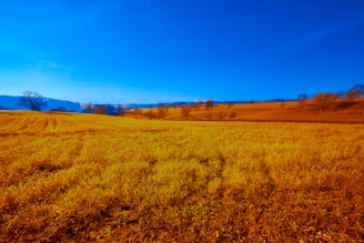A vast field of golden crops stretches to the horizon under a vibrant blue sky. Sparse trees dot the landscape, casting long shadows across the open terrain. The distant hills are faintly visible, adding depth to the idyllic rural scene.