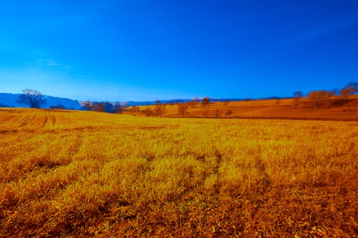 A vast field of golden crops stretches to the horizon under a vibrant blue sky. Sparse trees dot the landscape, casting long shadows across the open terrain. The distant hills are faintly visible, adding depth to the idyllic rural scene.