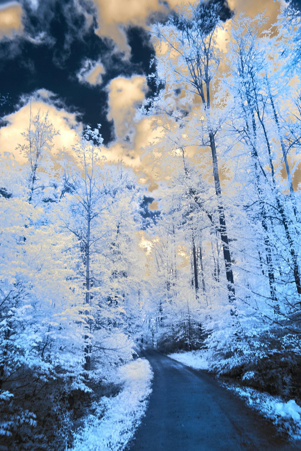infrared image of a road in the woods