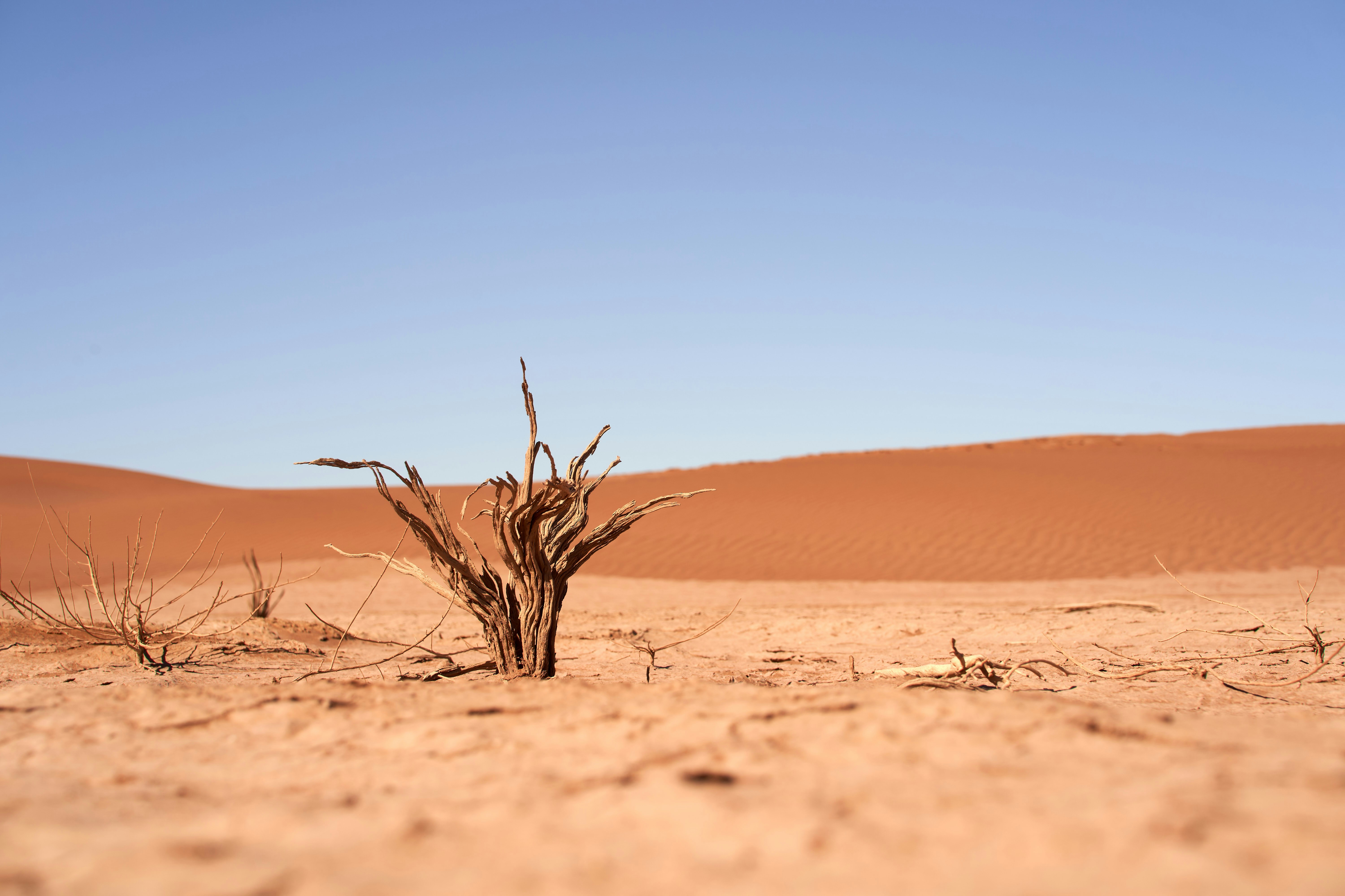 a dead tree in the middle of a desert