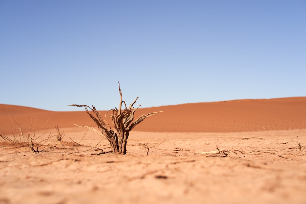 a dead tree in the middle of a desert