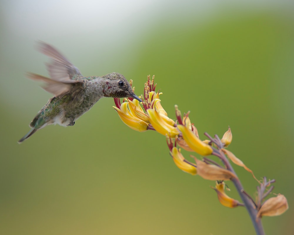 a hummingbird hovering over a yellow flower
