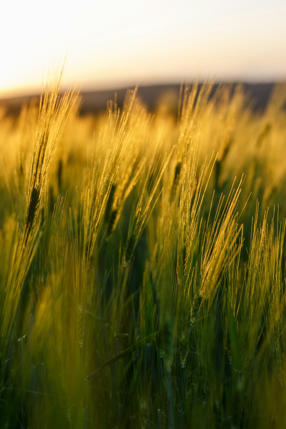 a field of tall grass with a sky in the background