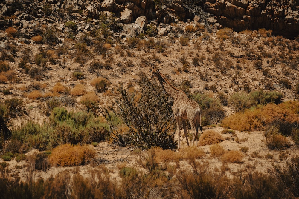 a giraffe standing in the middle of a desert