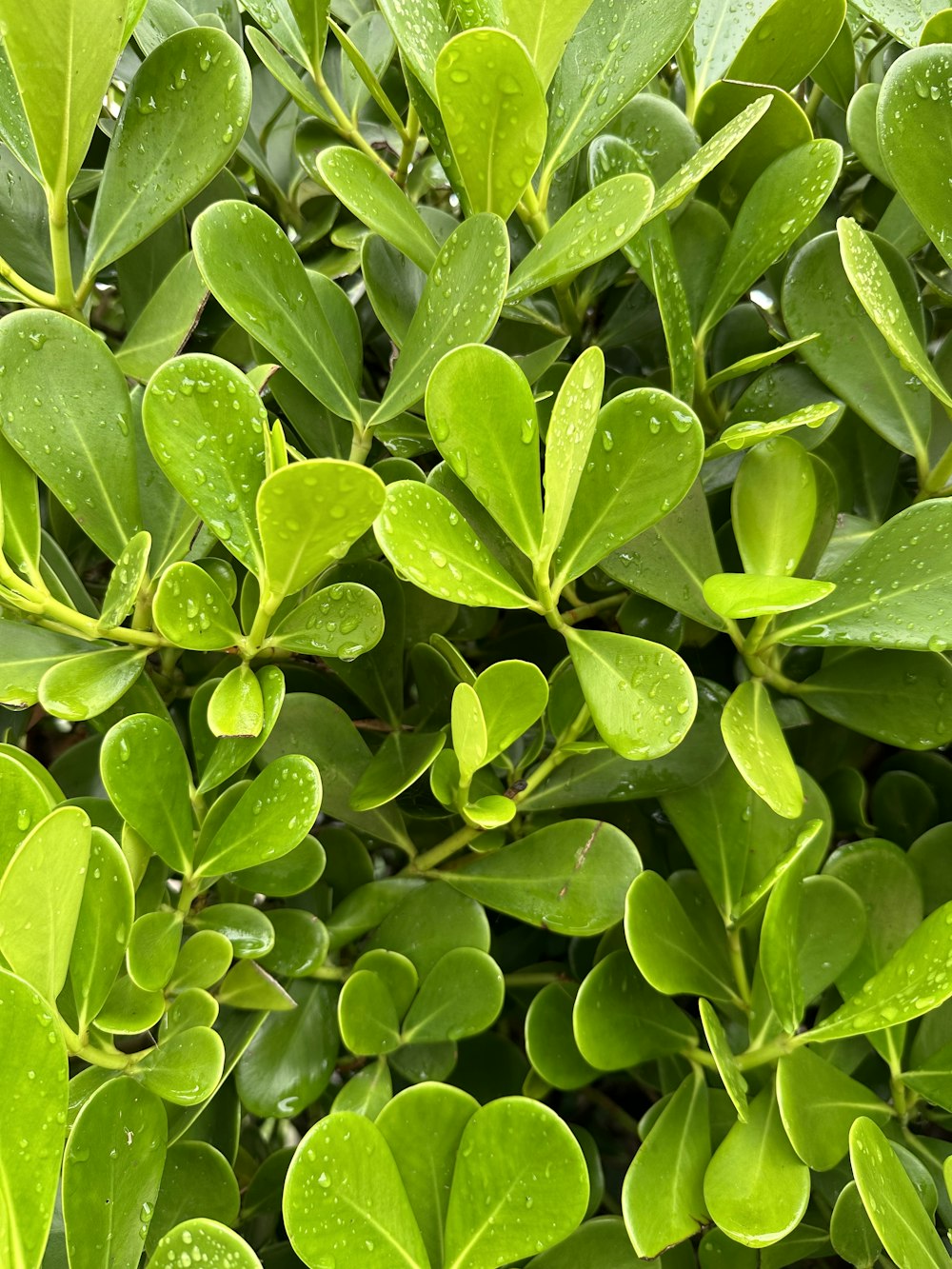 a bush with green leaves and water drops