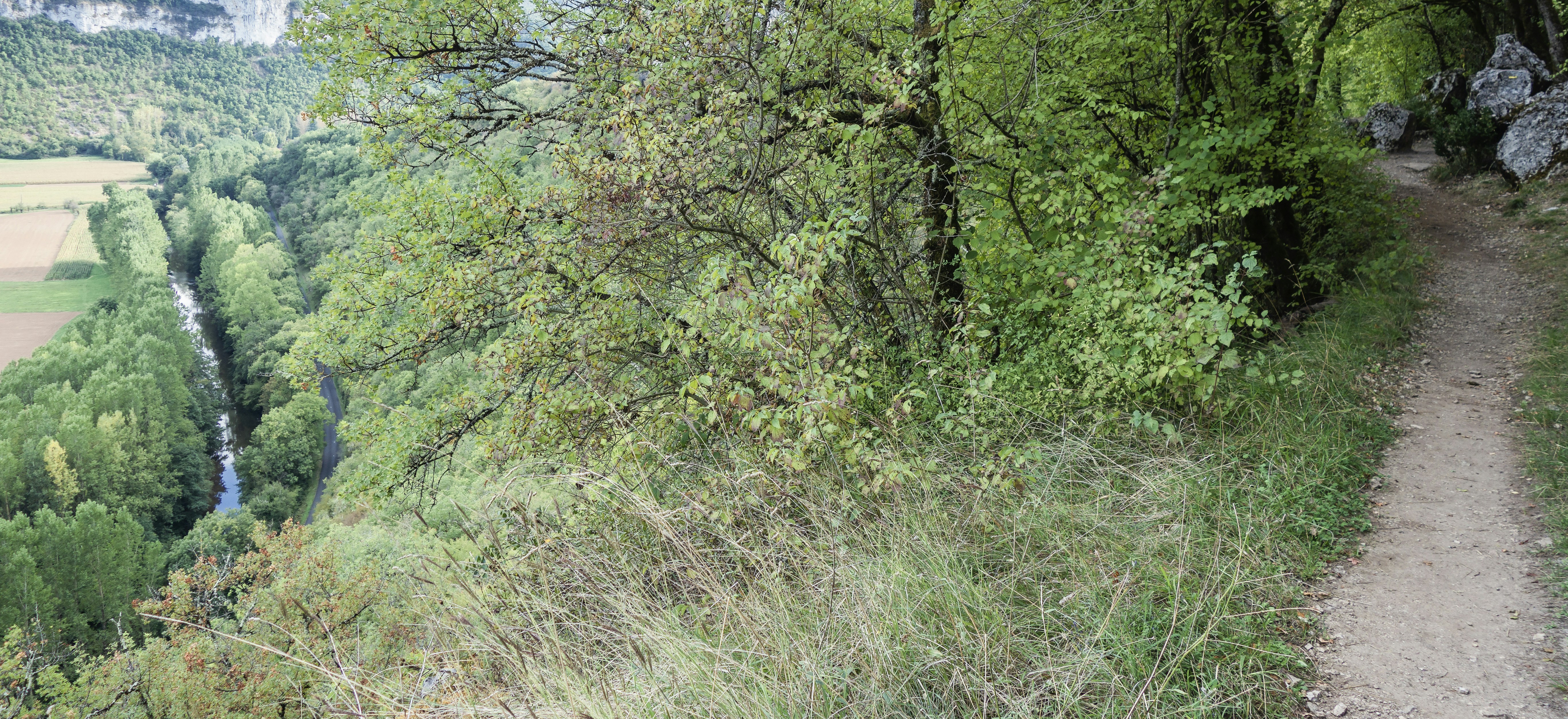 a path in the middle of a lush green forest