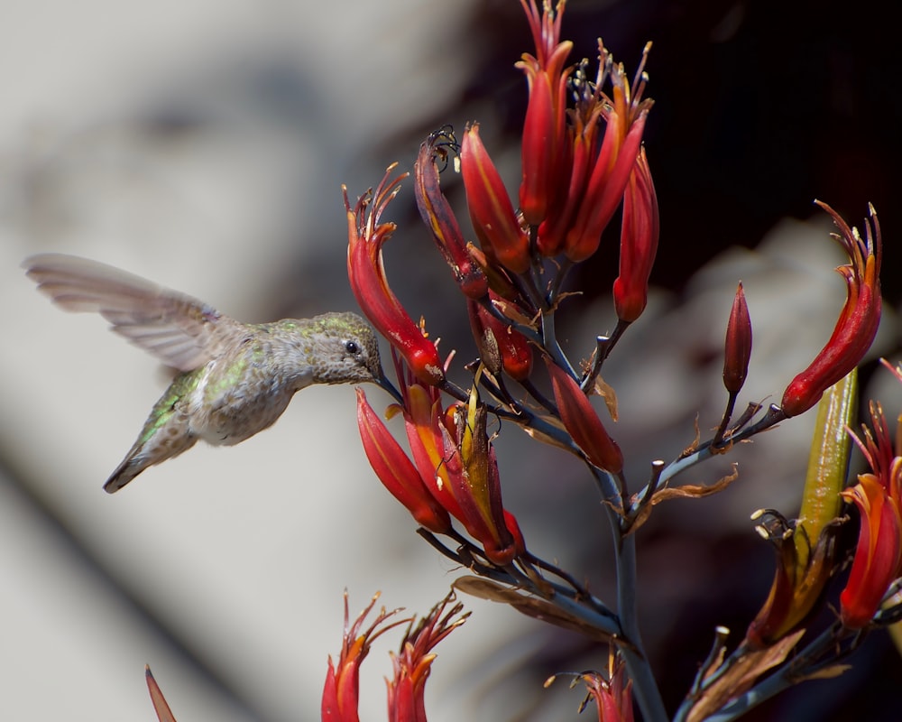 a hummingbird hovering over a red flower