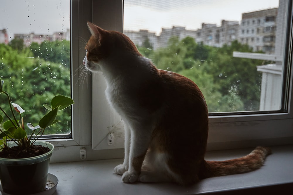 a cat sitting on a window sill next to a potted plant