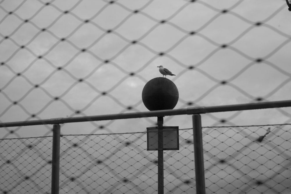 a black and white photo of a bird on a fence