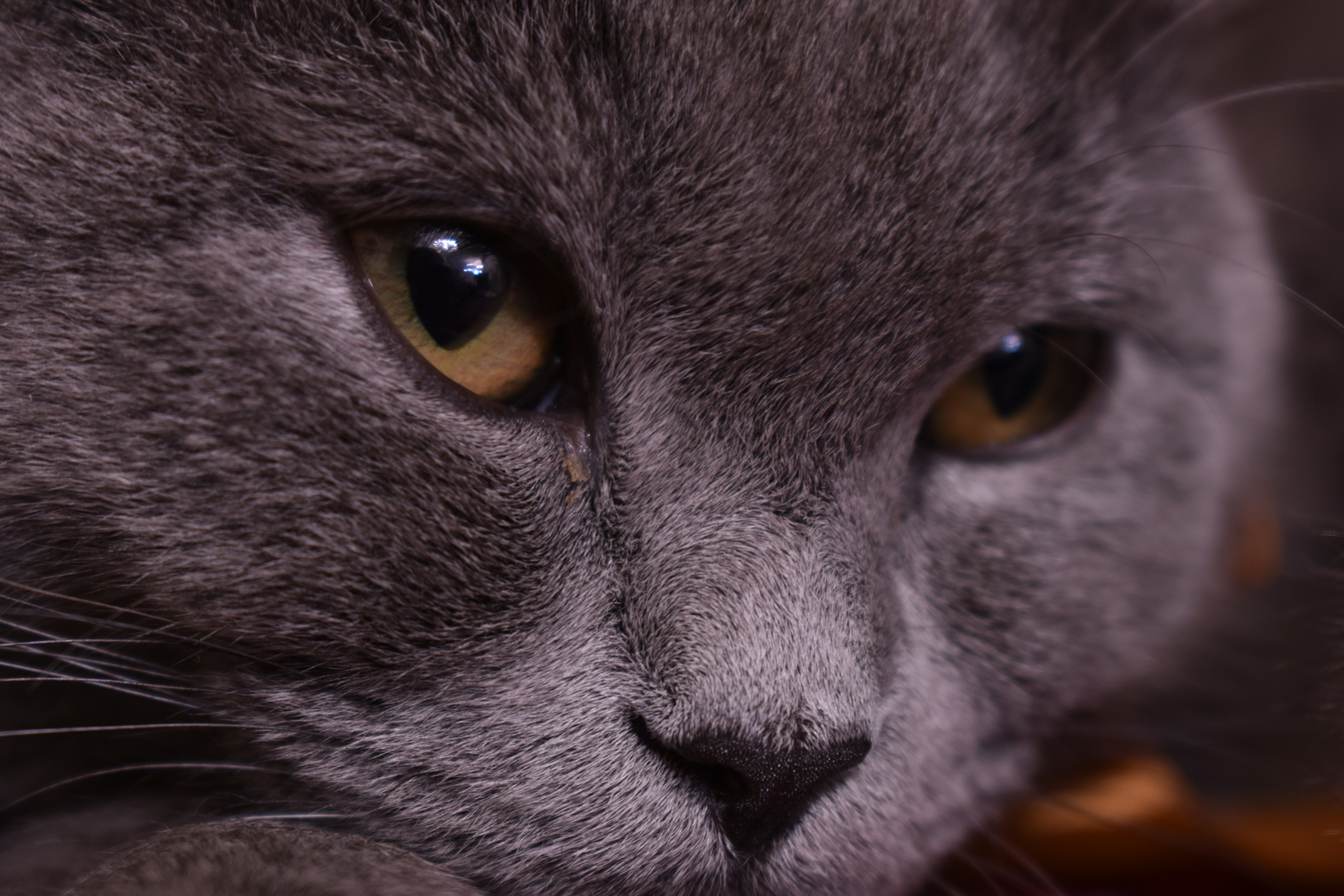 a close up of a gray cat with yellow eyes