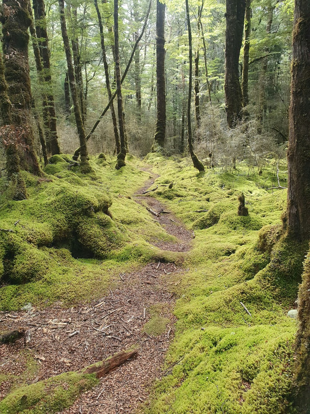 a path in the middle of a forest covered in green moss