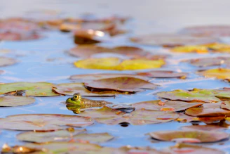 A simple sketch of the vibrant green frog mascot sitting on a lily pad under a minimalist moonlit sky.
