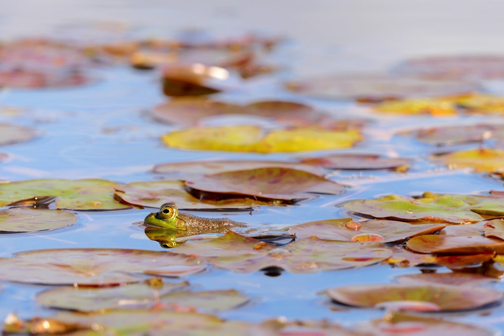 a frog sitting on a lily pad in a pond