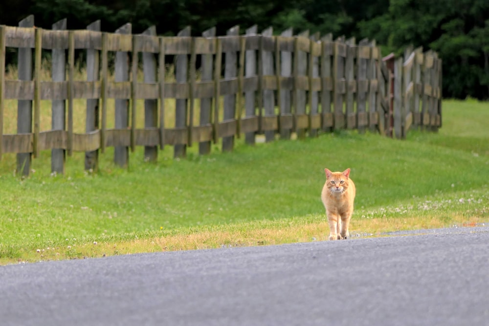 a cat walking down the road in front of a wooden fence