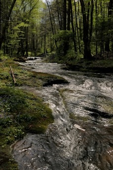 a stream running through a lush green forest