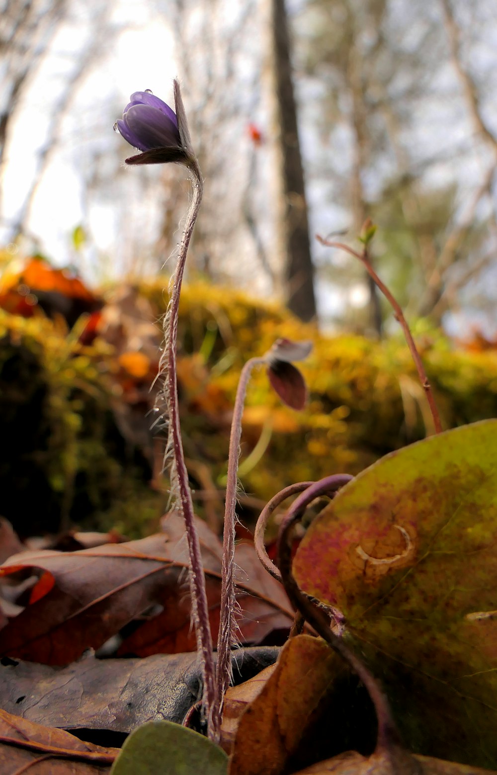 a small purple flower sitting on top of a leaf covered ground