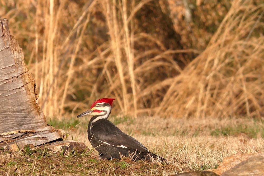 a red - bellied woodpecker stands next to a dead tree