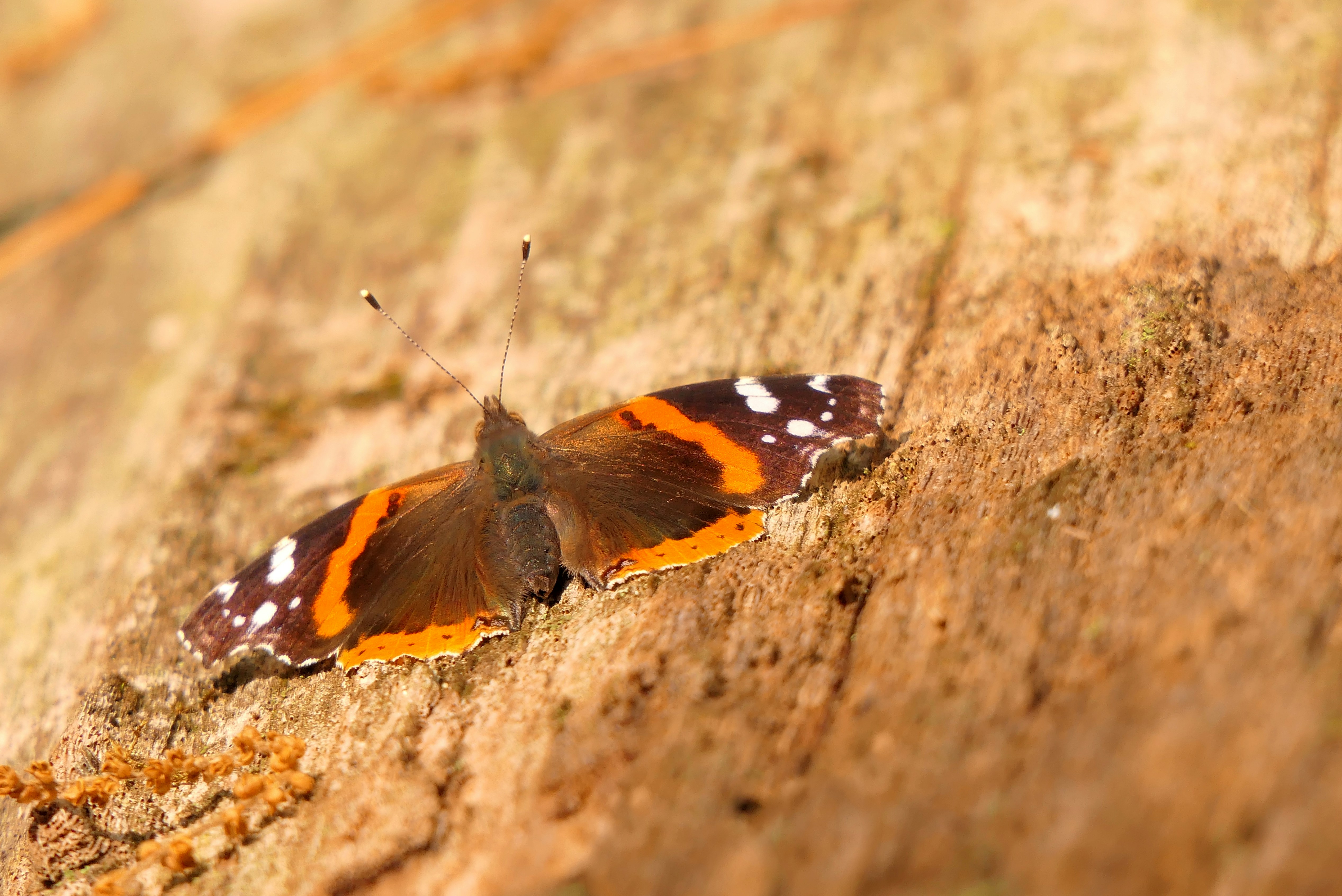 a brown and orange butterfly sitting on a tree trunk