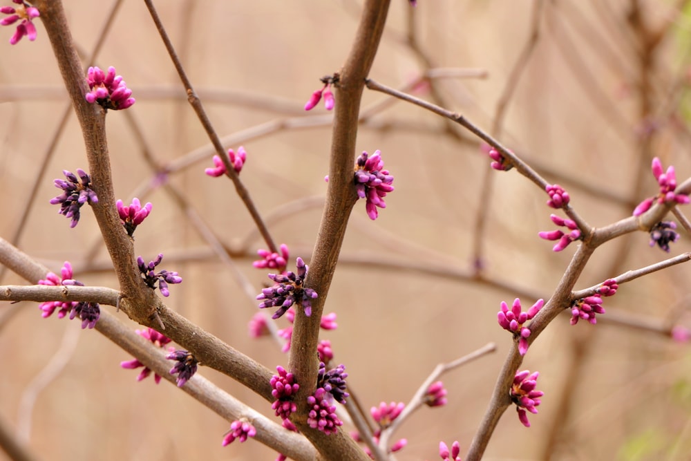 a small tree with pink flowers in a forest