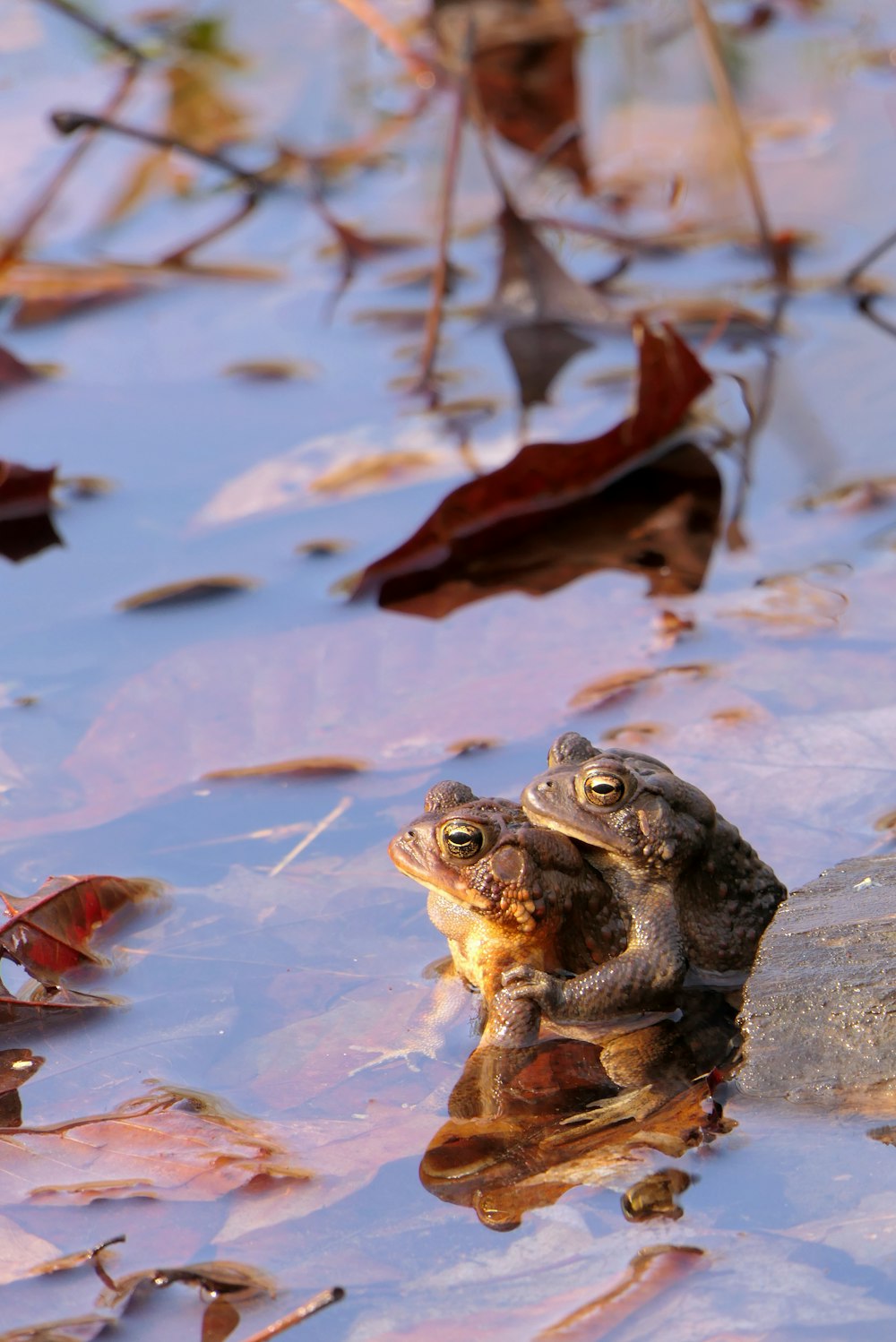 a frog sitting on top of a body of water