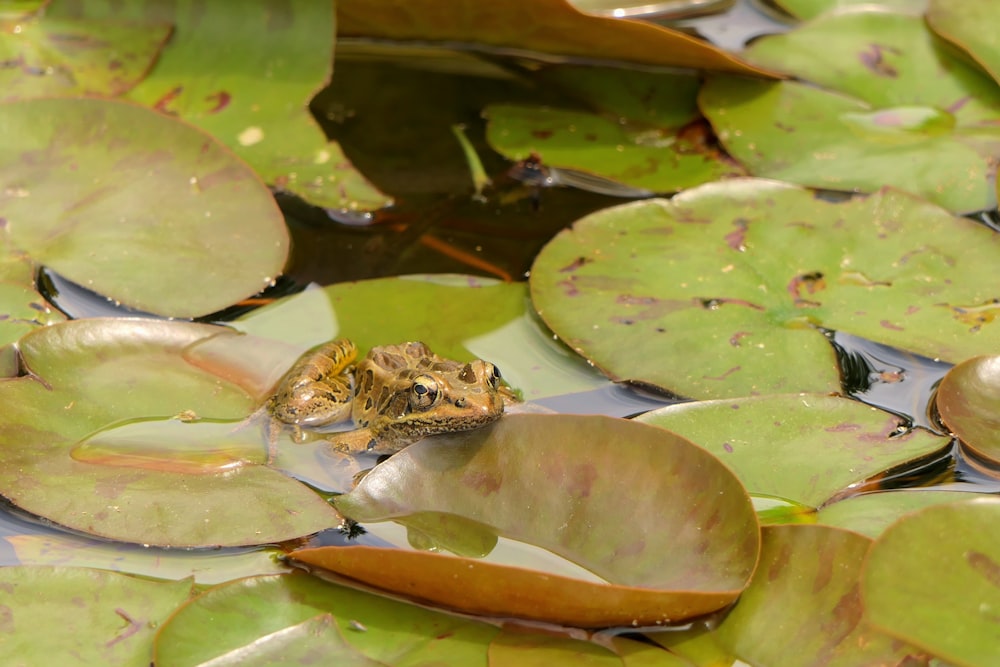 Une grenouille assise au sommet d’un nénuphar dans un étang